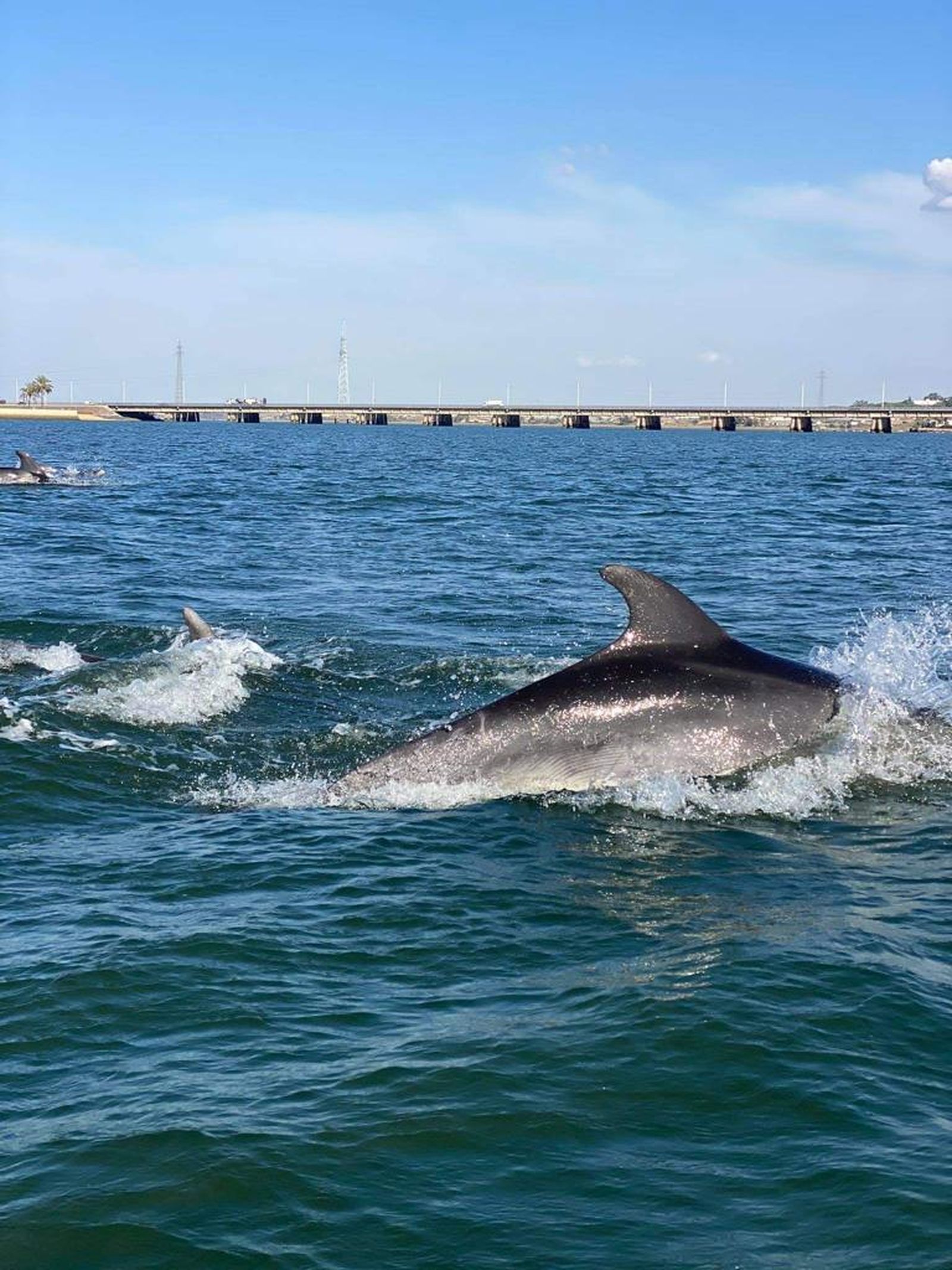 Varios grupos de delfines en la Punta del Sebo esta tarde.