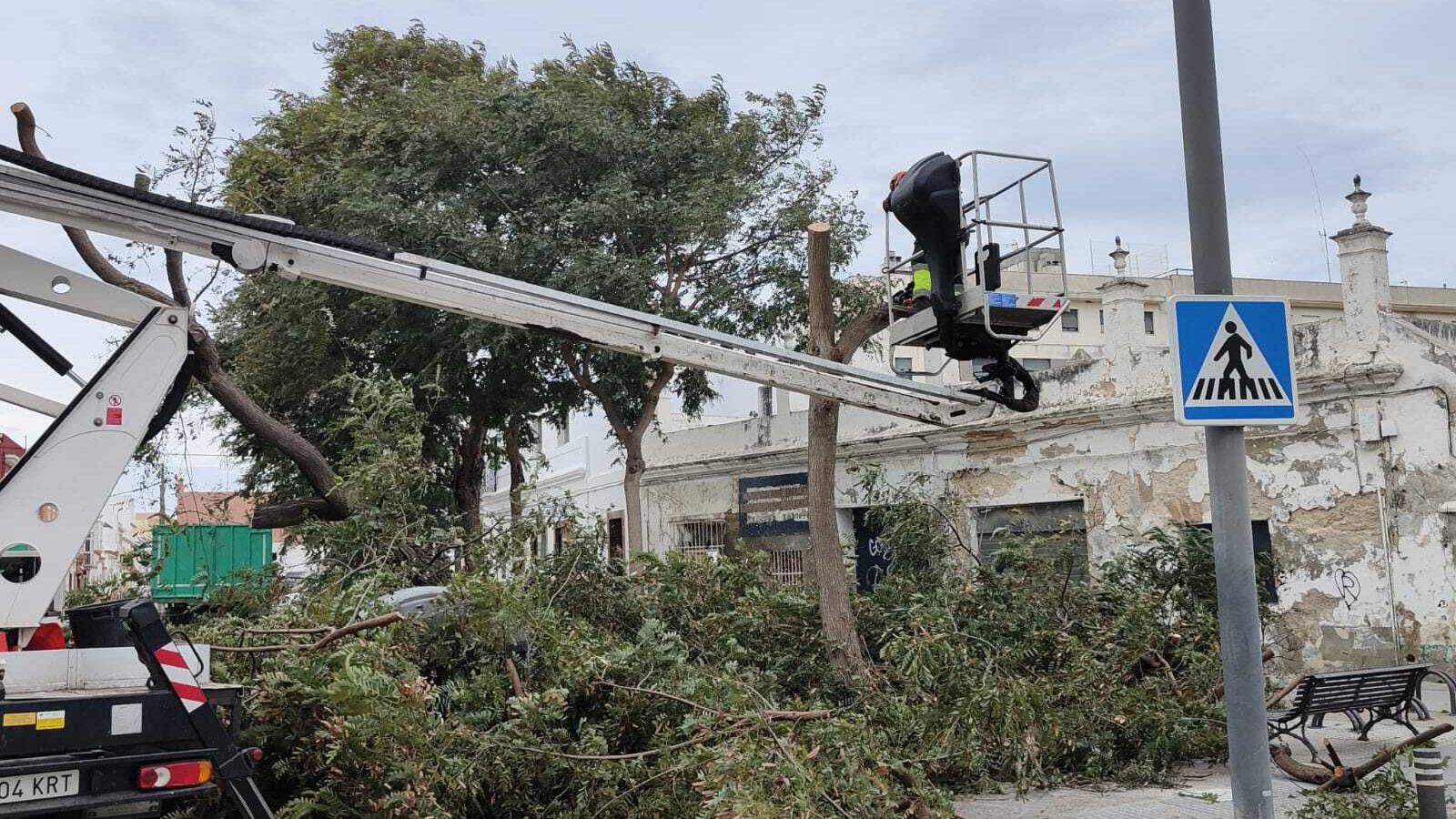 Retirada del arbolado en la calle San Marcos.