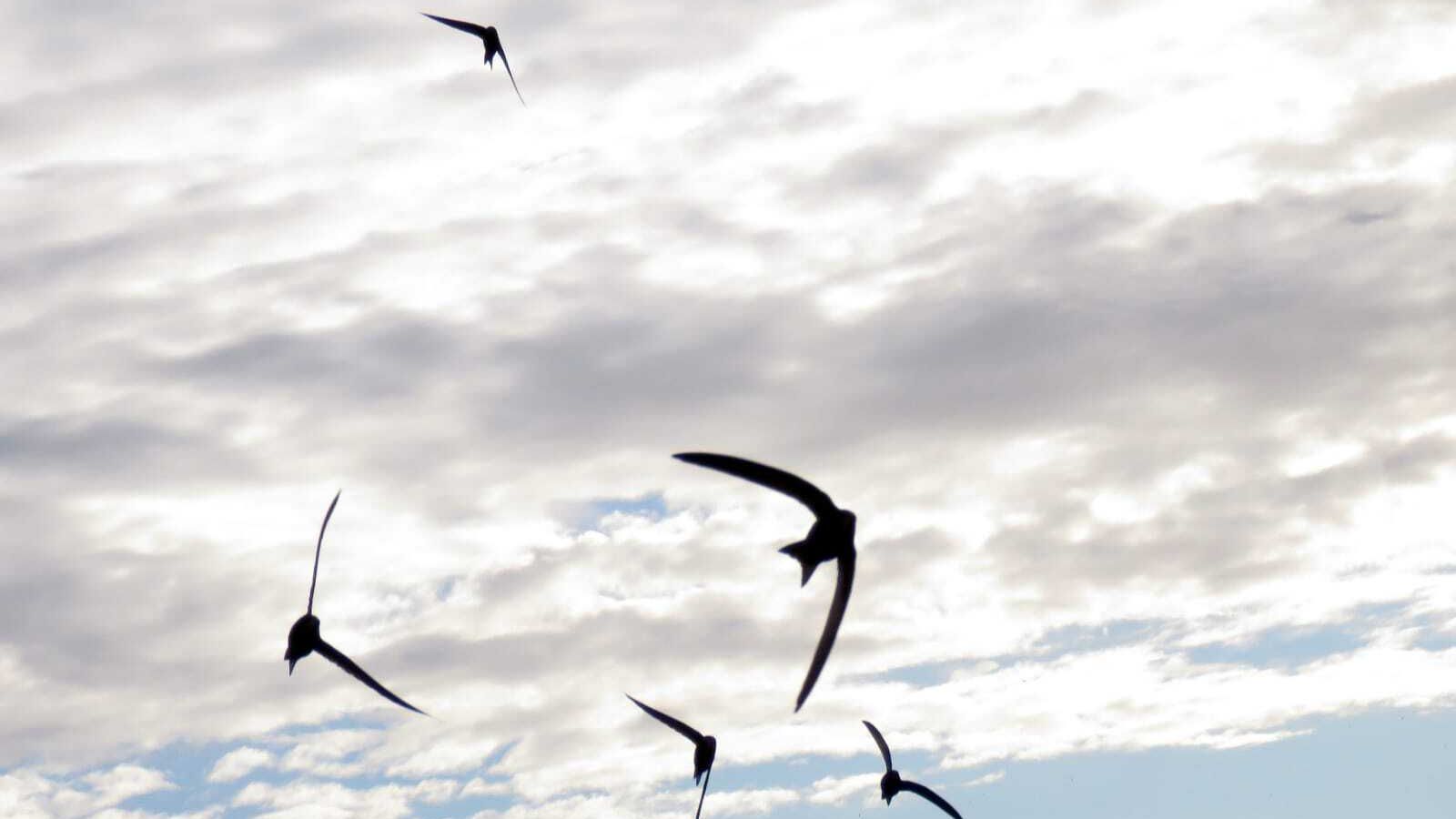 Carrusel de vencejos en el cielo de Jerez.