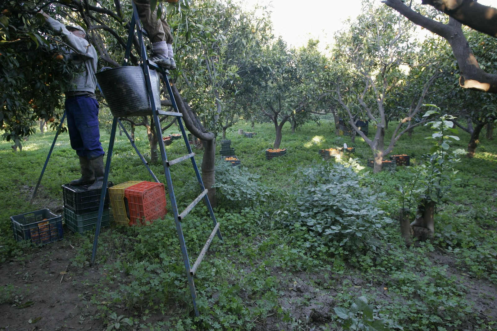 Campaña de recolección de la naranja.