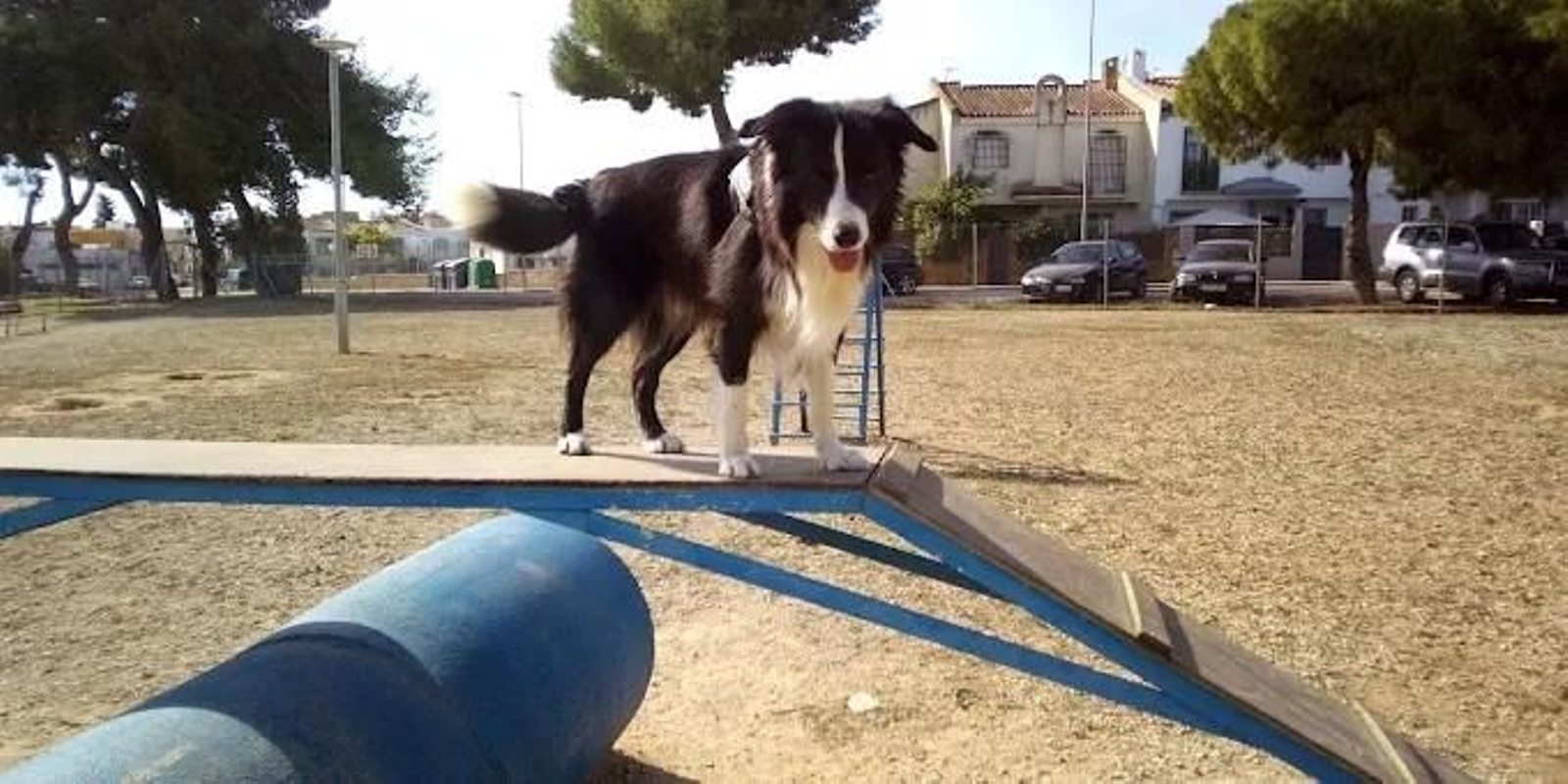 Parque para perros La Marquesa. Direccón: Hijuela de la Marquesa, 1.     Luisa Mata Aragón.jpg
