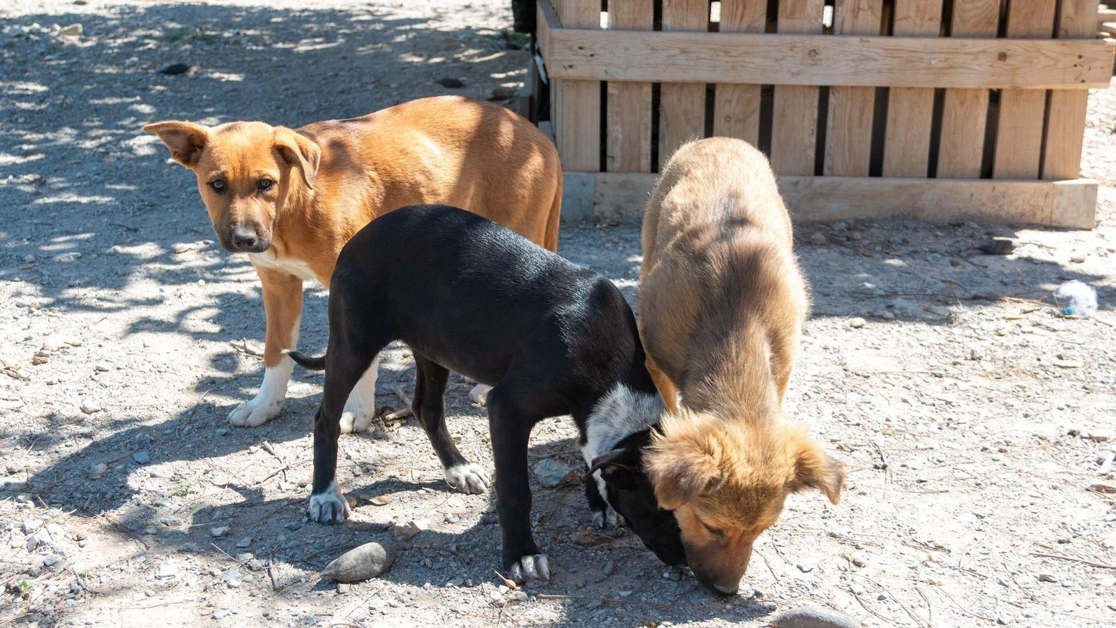 Denuncian la situación de abandono y negligencias en la perrera municipal de Motril