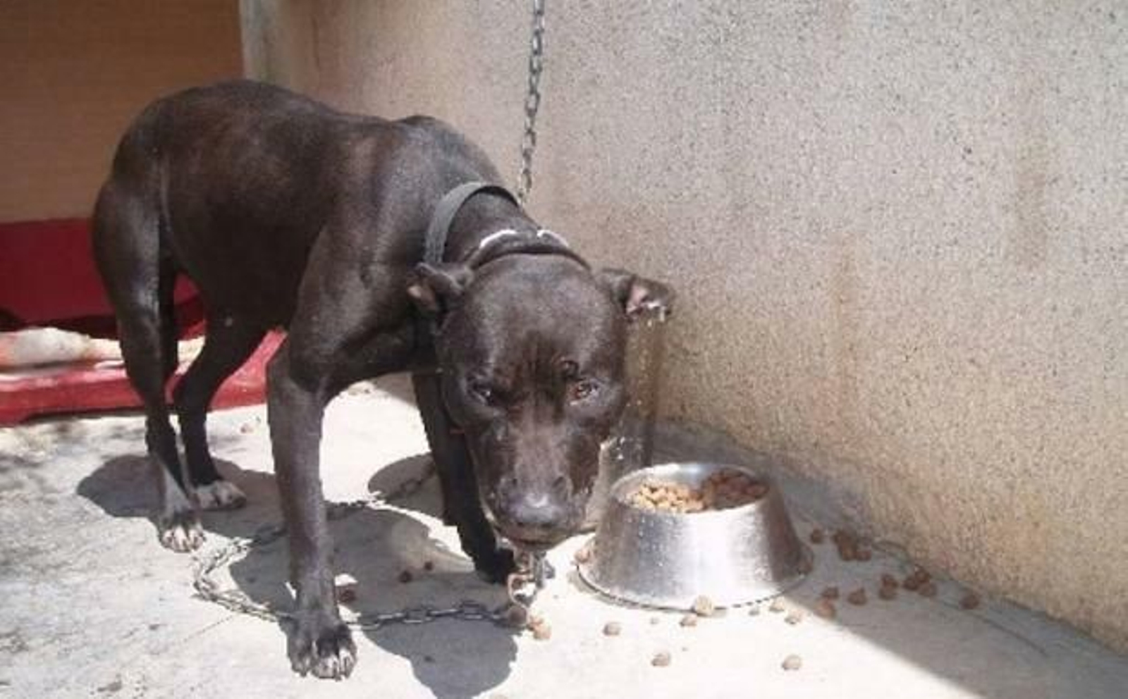 Imagen de archivo de un american standfordshire terrier.