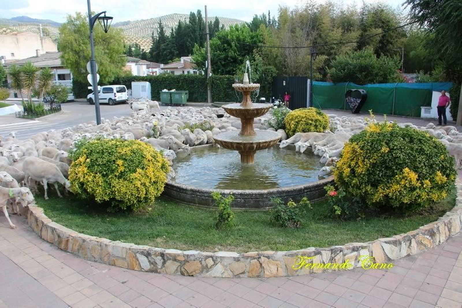 Las reses del ganadero Pablo Espinar hacen la trashumancia a su paso por Mogón.