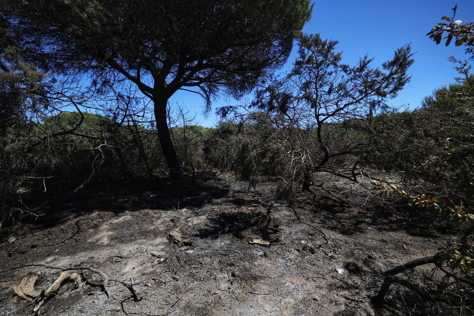 La zona afectada, donde las llamas se han reavivado de nuevo esta mañana.