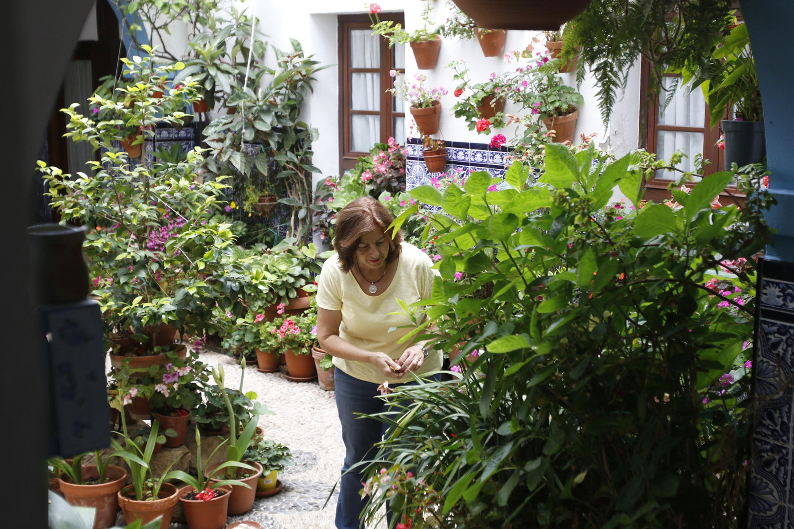 Los Patios de Córdoba en tiempos de crisis: Pedro Fernández, 6