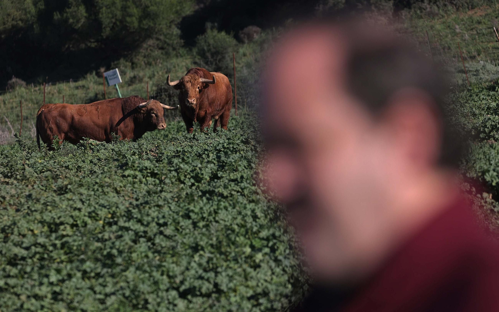 Los toros de La Palmosilla repiten en Pamplona por quinto San Fermín consecutivo, en imágenes