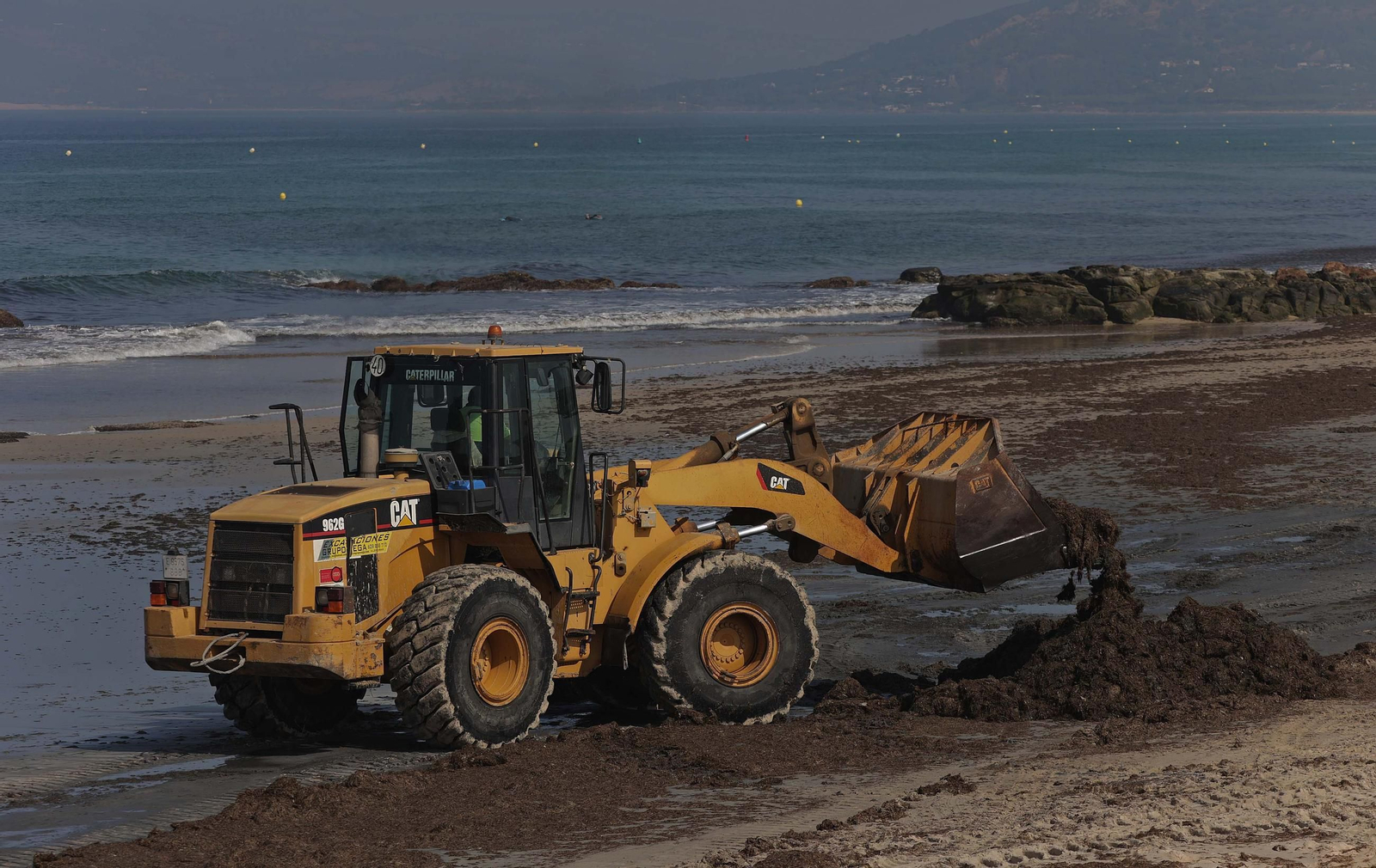 El alga invasora cubre de nuevo la playa de Los Lances en Tarifa