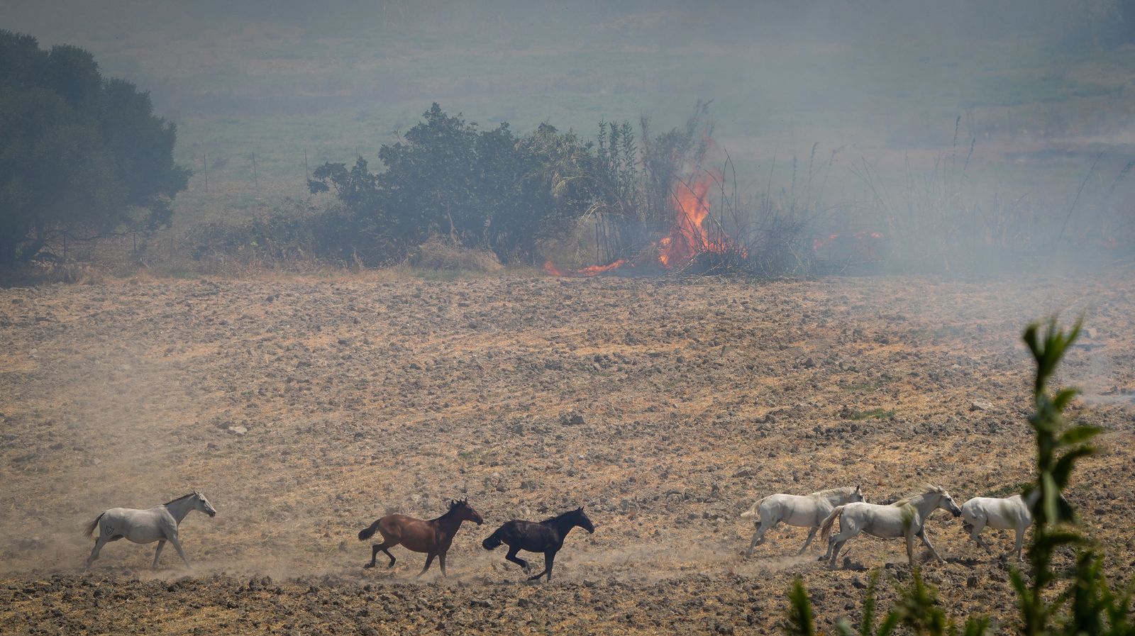 Así fue la salvación de las llamas de una manada de caballos en La Teja