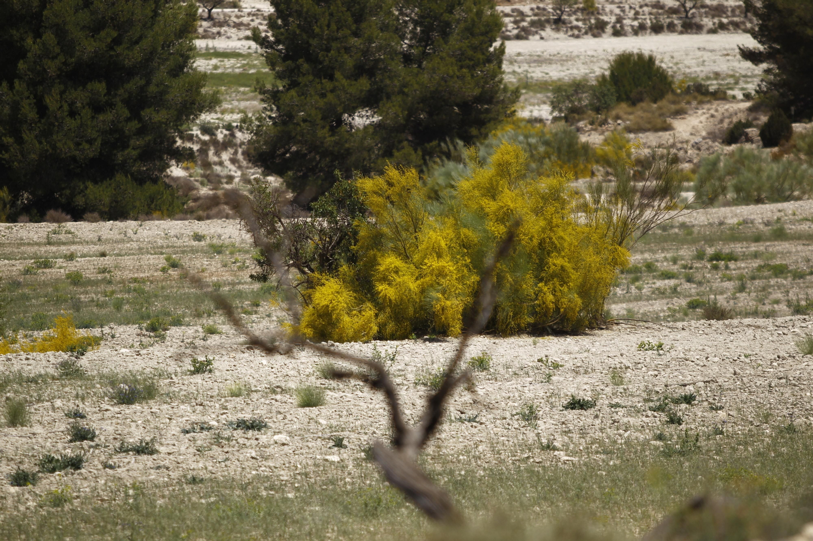 Imágenes de la sequía que golpea con dureza la producción de cereal en Los Vélez