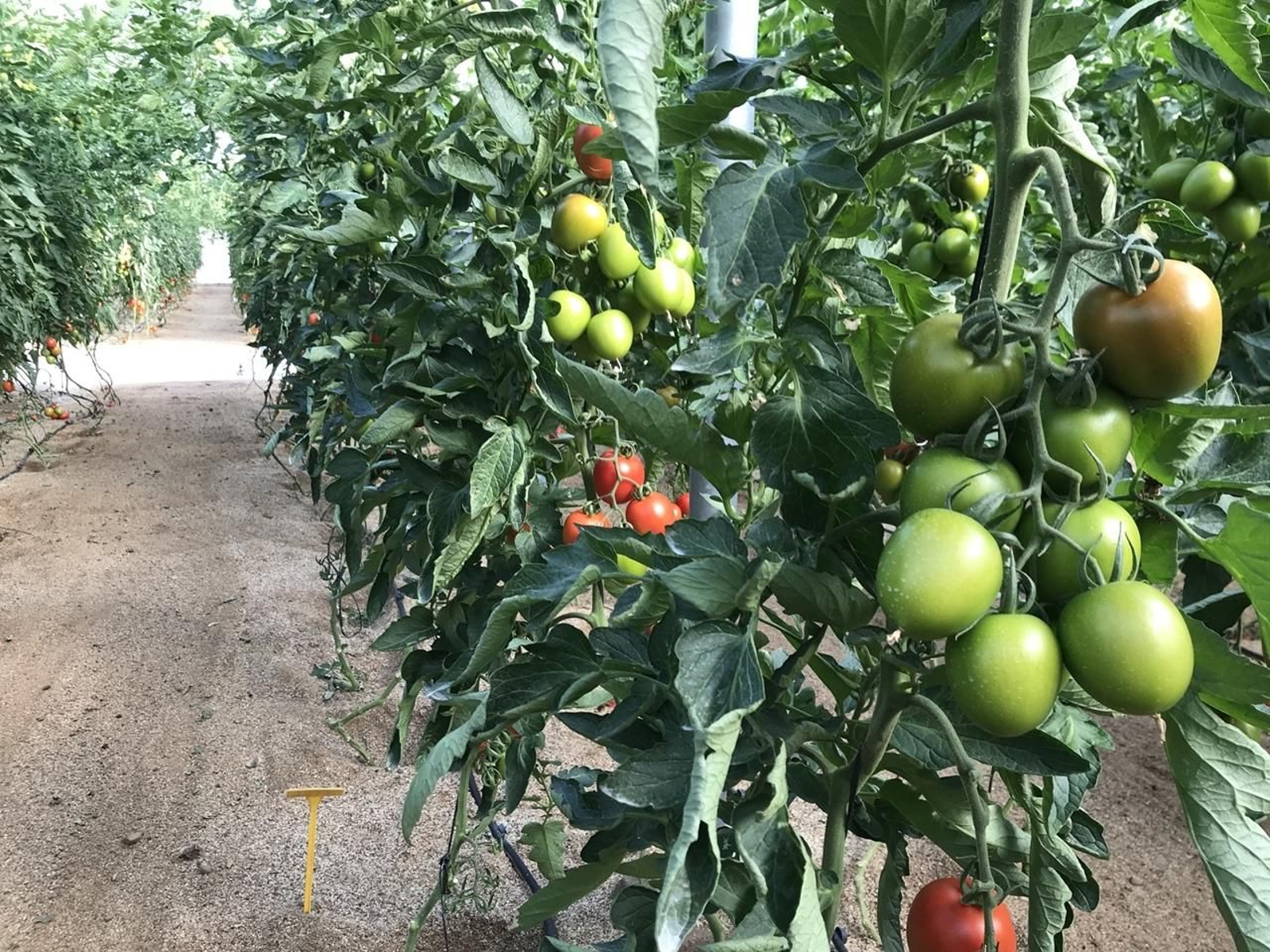 Ecoculture es especialista en estrés vegetal y desarrolla soluciones.