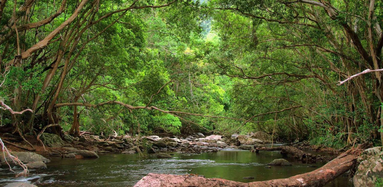 Uno de los parques del estado de Queensland, en Australia.