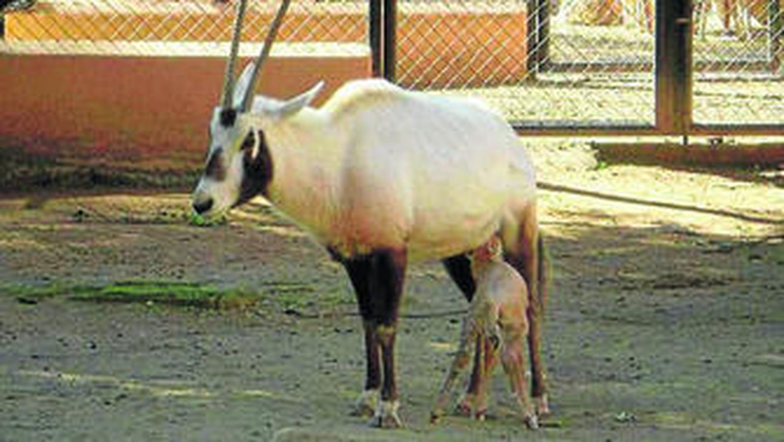 La cría y la madre, en una imagen facilitada por el Zoobotánico de Jerez.