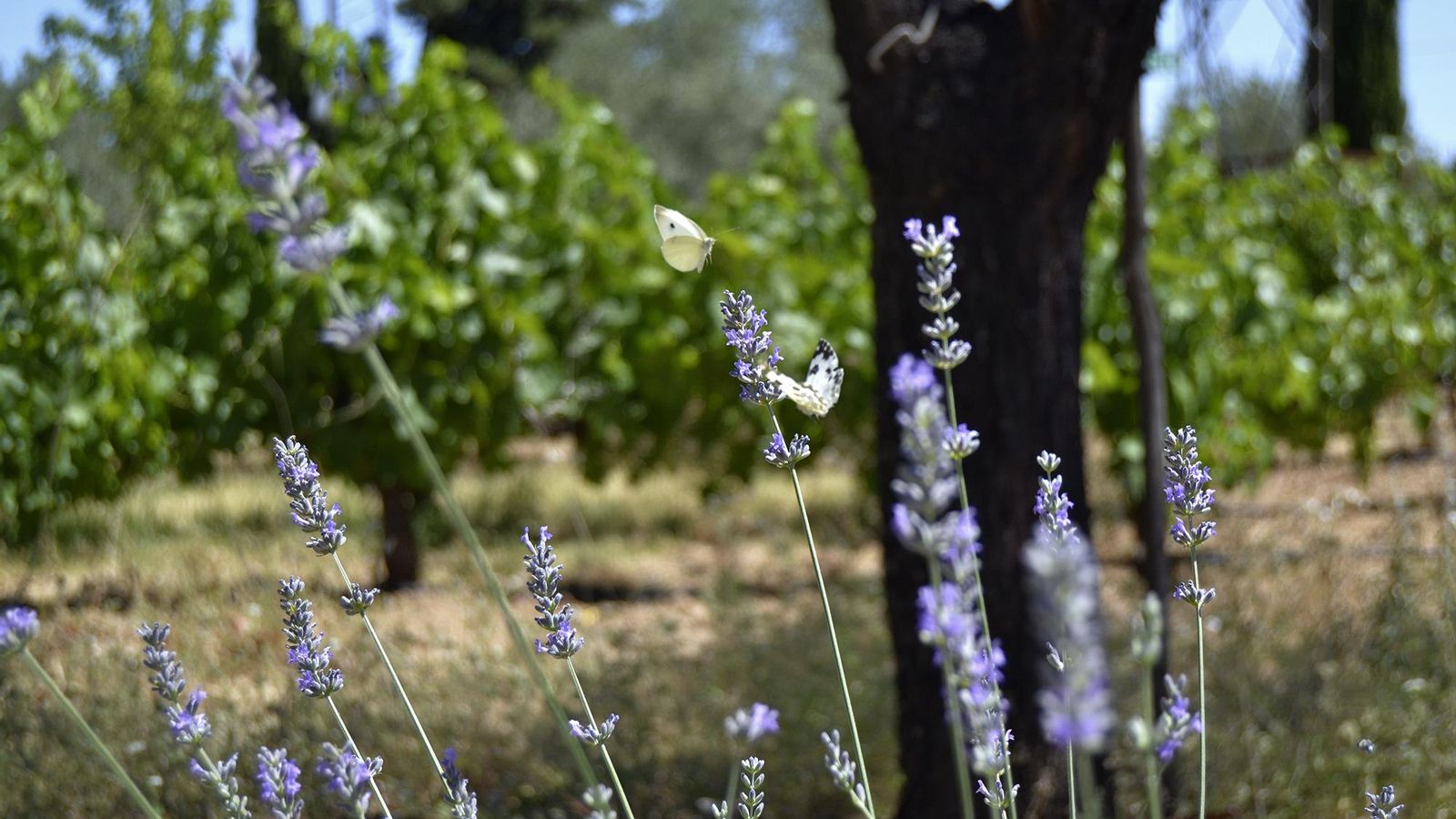 Unas mariposas revolotean entre las flores en un viñedo.