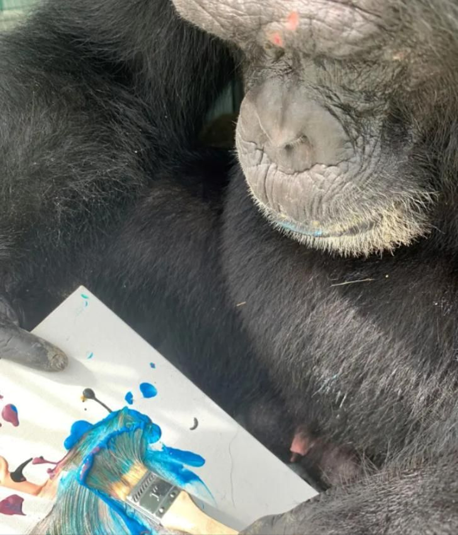 Una exposición presenta por primera vez cuadros pintados por chimpancés