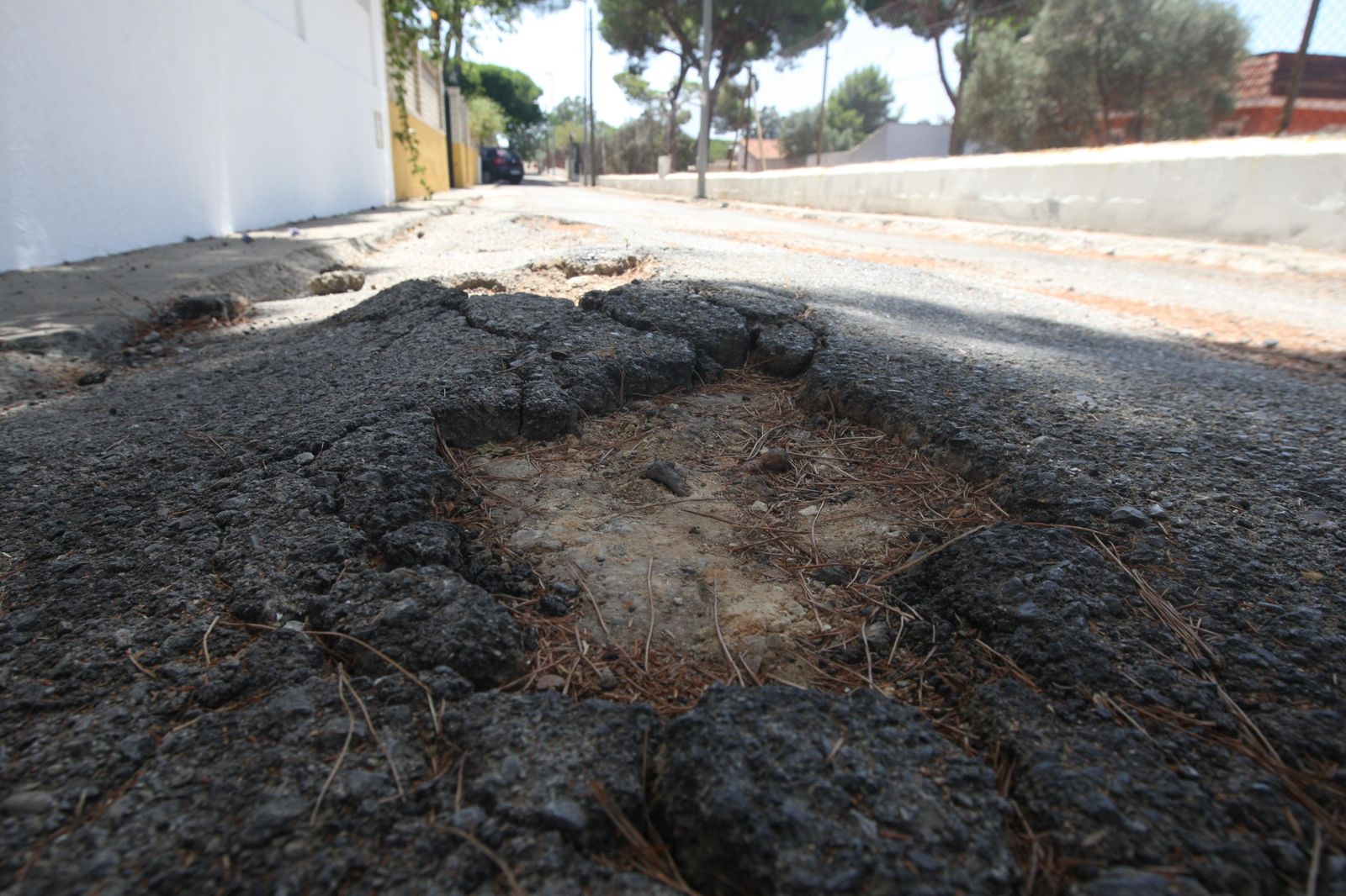 Las raíces de los pinos hacen estragos en Cerromolino