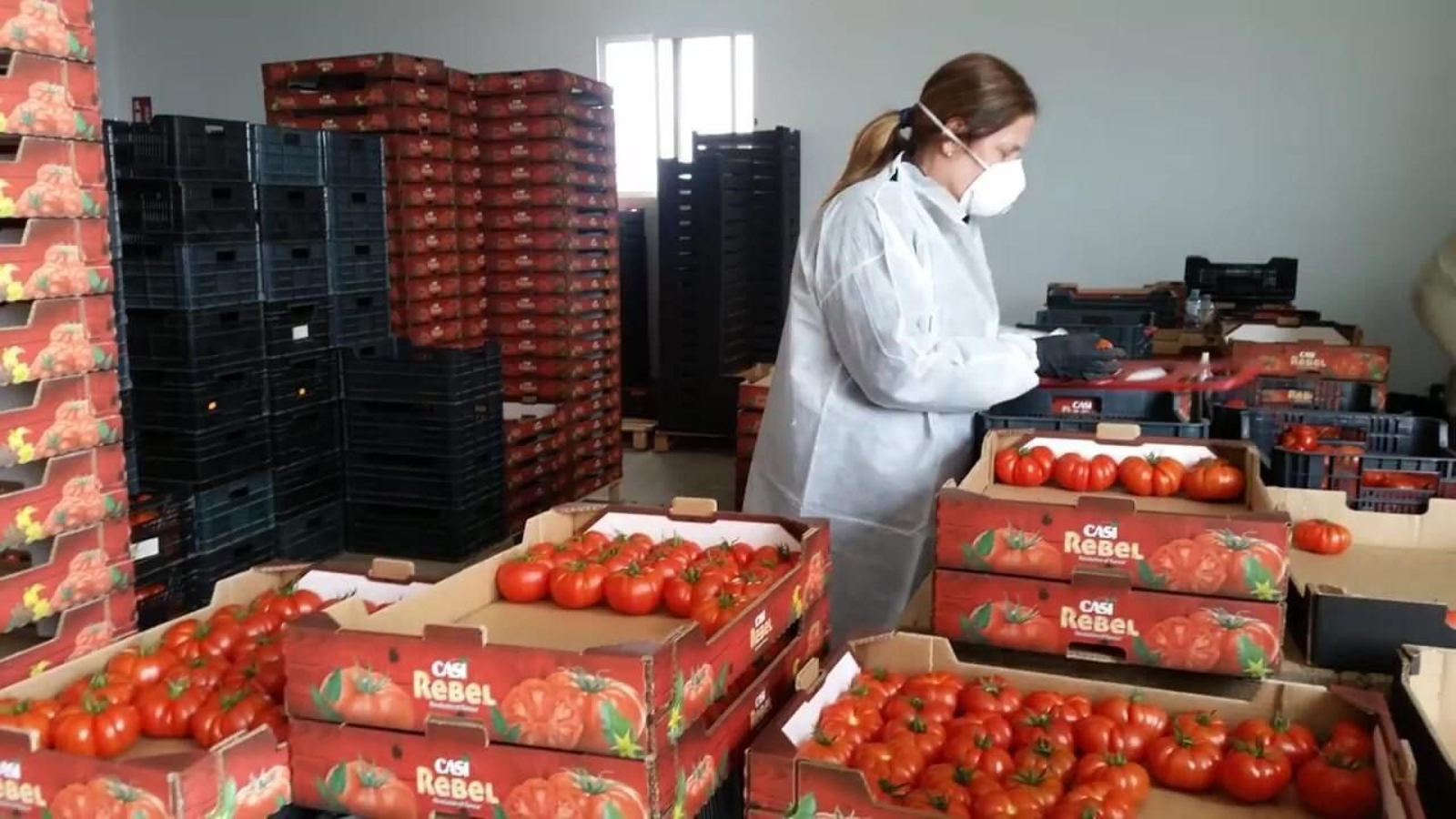 Destrío de tomates en el almacén.