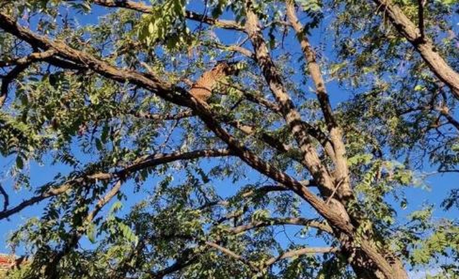 El lince rescatado de un árbol en Úbeda es 'Sotillo'
