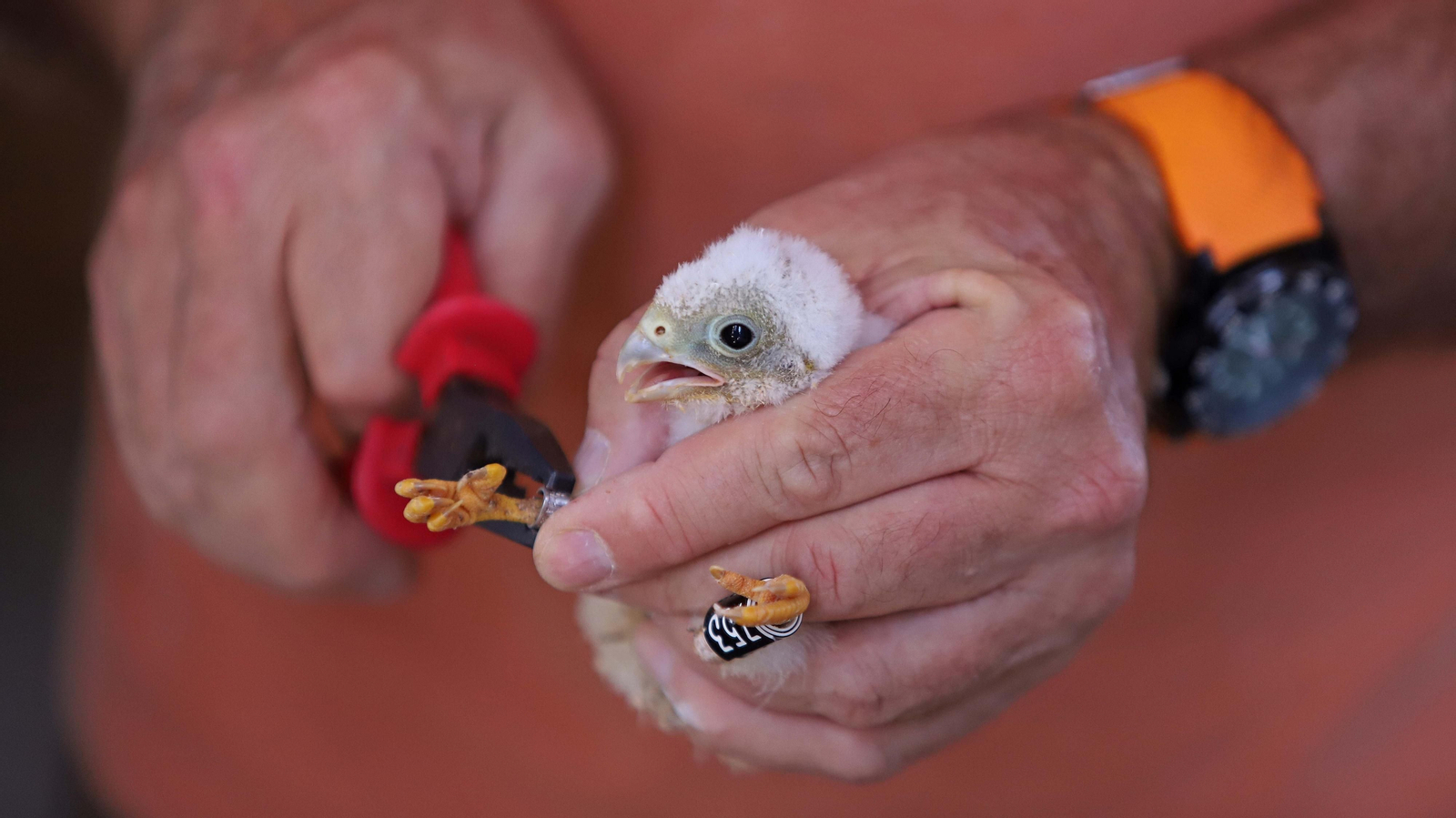 Anillamiento de cernícalos primilla del grupo Tumbabuey en Los Barrios
