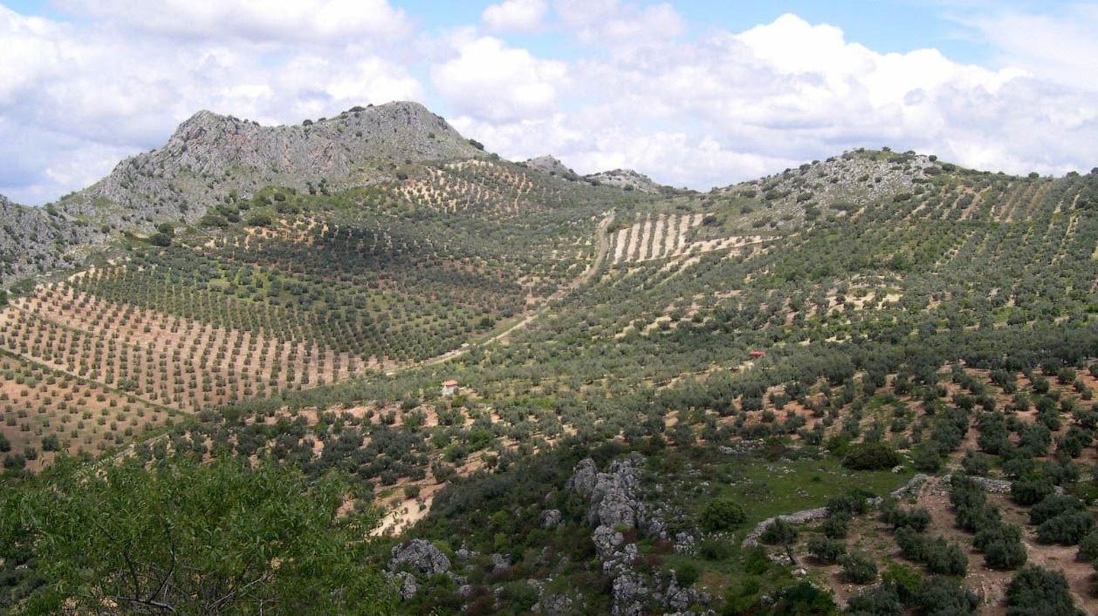 Vista de una plantacion de olivos  en Archidona.