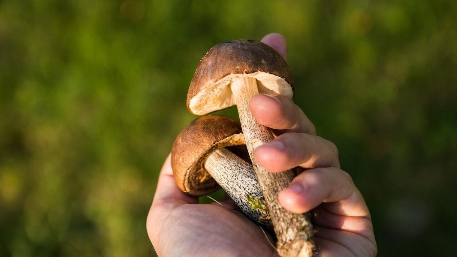 La variedad de setas en la Sierra de Segura te sorprenderá.