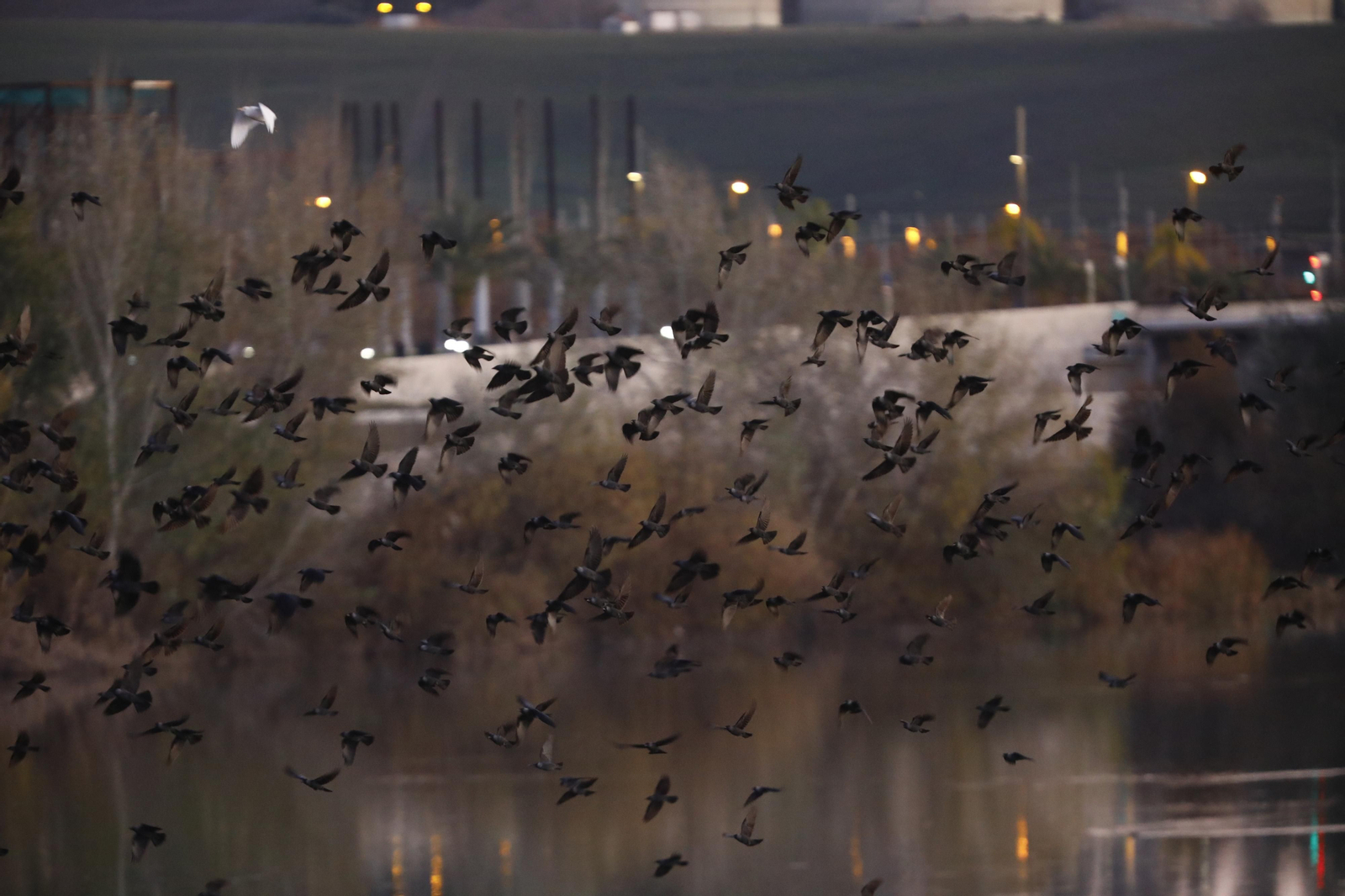 Las aves que habitan en Los Sotos de la Albolafia de Córdoba, en fotografías