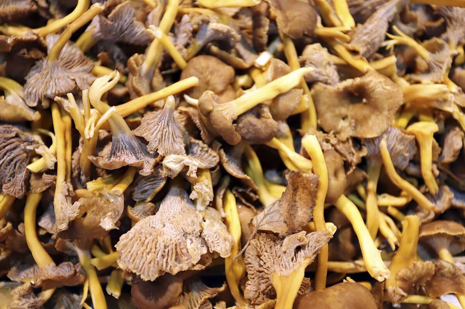 Trompeta amarilla (cantharellus lutescens)