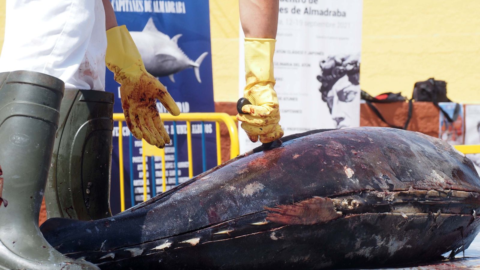 Ronqueo tradicional de un atún en Isla Cristina