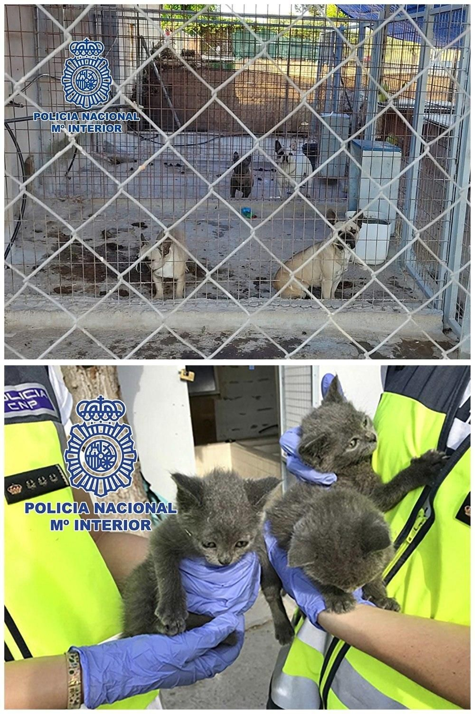 Rescatan 17 cachorros de un criadero ilegal de perros en Illescas