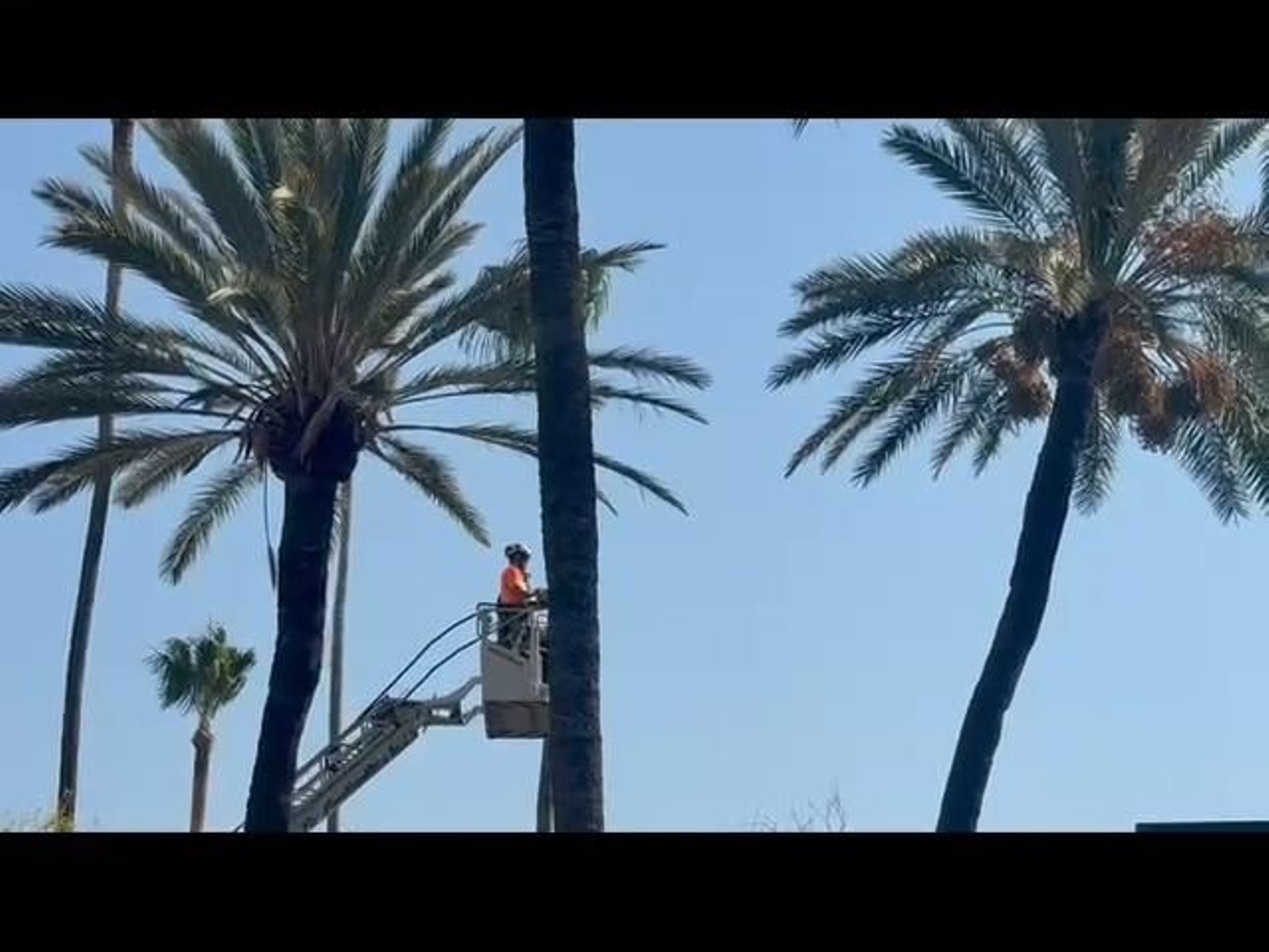 Poda de palmeras en la Alameda Cristina en Jerez