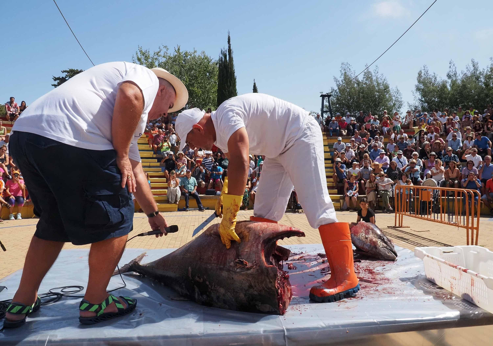 Las espectaculares imágenes del ronqueo de un atún en Isla Cristina