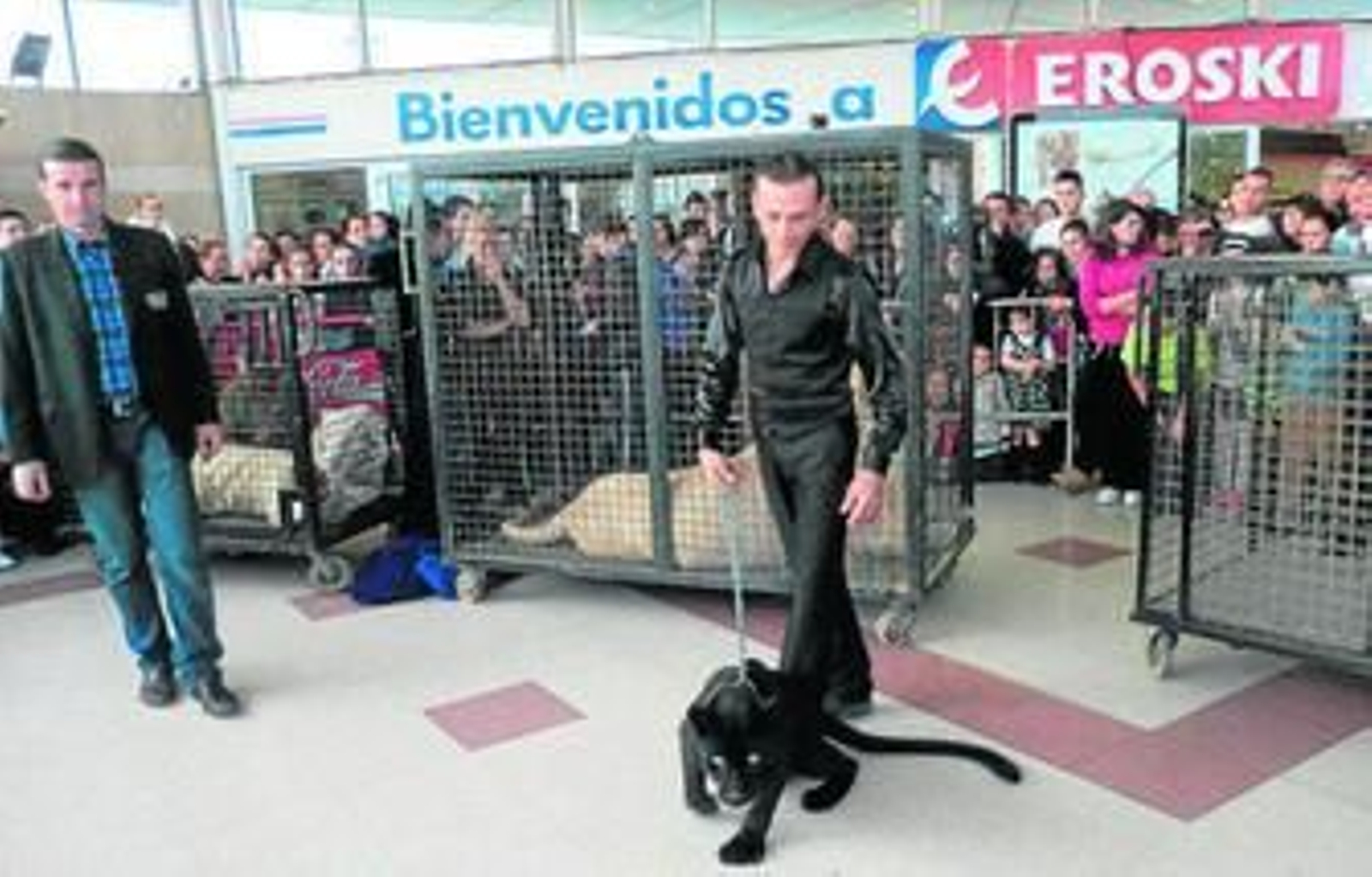 Fredy Vázquez sujeta la pantera negra y, detrás, el tigre y el león albinos, el pasado miércoles, en Eroski. Fredy Vázquez sujeta la pantera negra y, detrás, el tigre y el león albinos, el pasado miércoles, en Eroski.