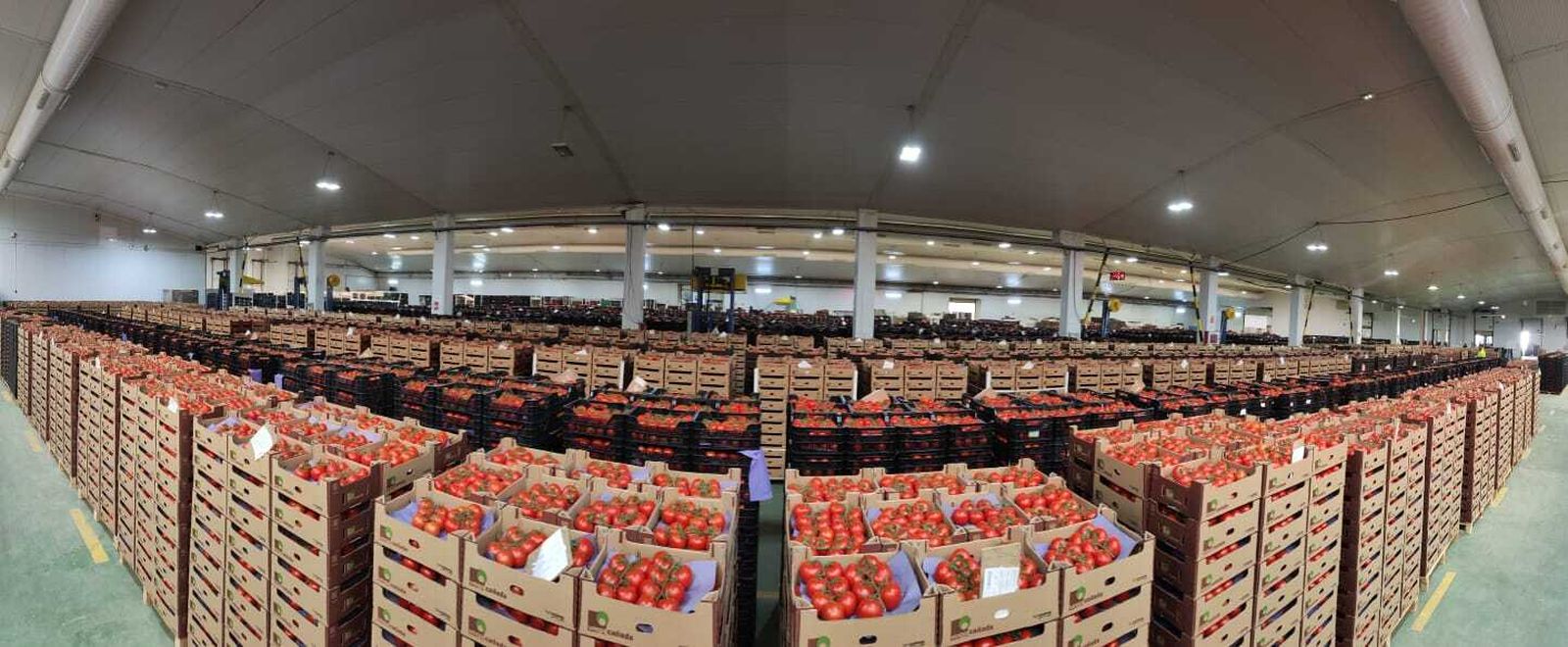 Hortalizas de Grupo Agroponiente, preparadas para su exportación..