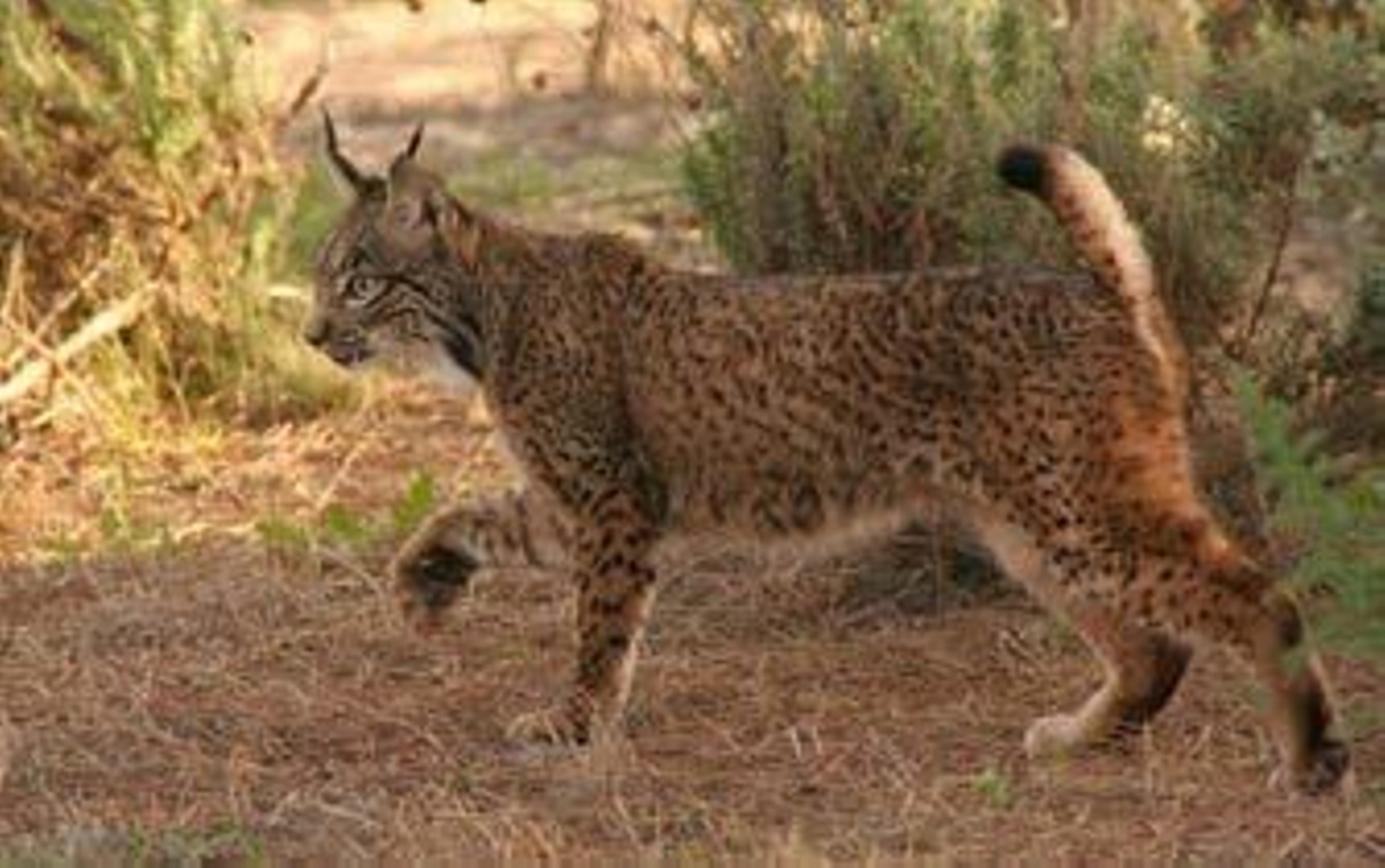 La provincia de Cádiz acoge por primera vez en su historia el nacimiento de un cachorro de lince ibérico