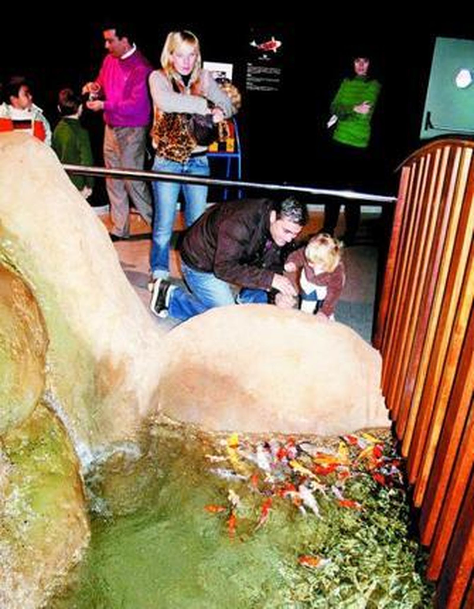 Acariciando a los peces koi