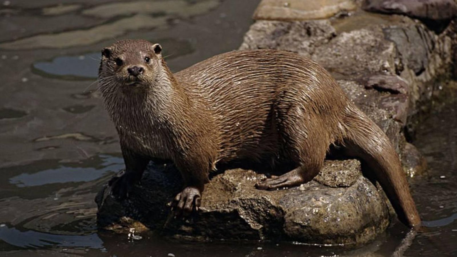 Ejemplares de nutria captados en Andalucía. Ejemplares de nutria captados en Andalucía.