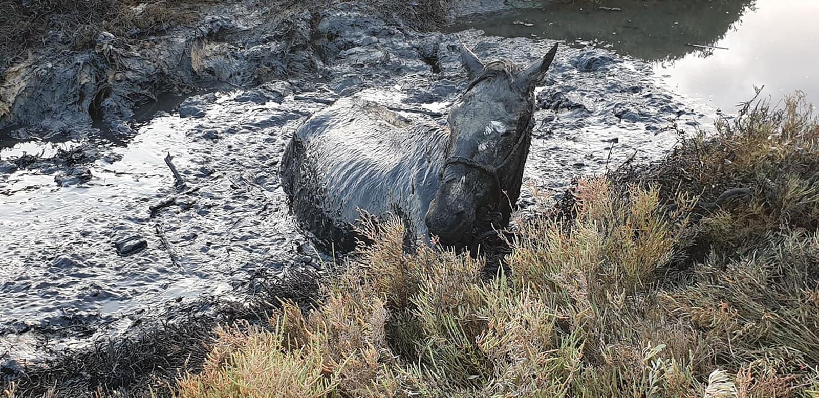 Imagen del caballo atrapado en el lodazal en Cartaya.