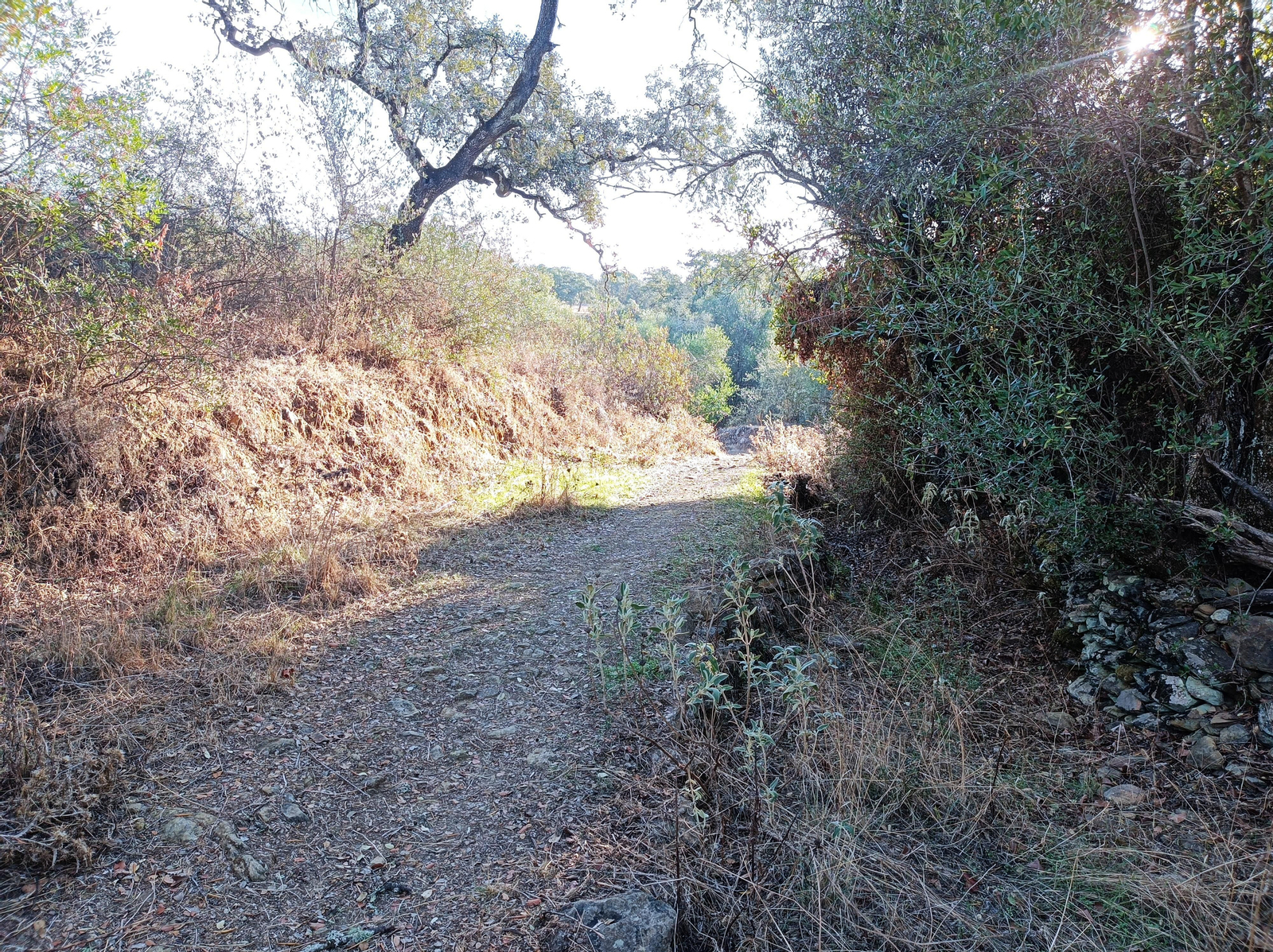 El sendero desciende por un camino pedregoso