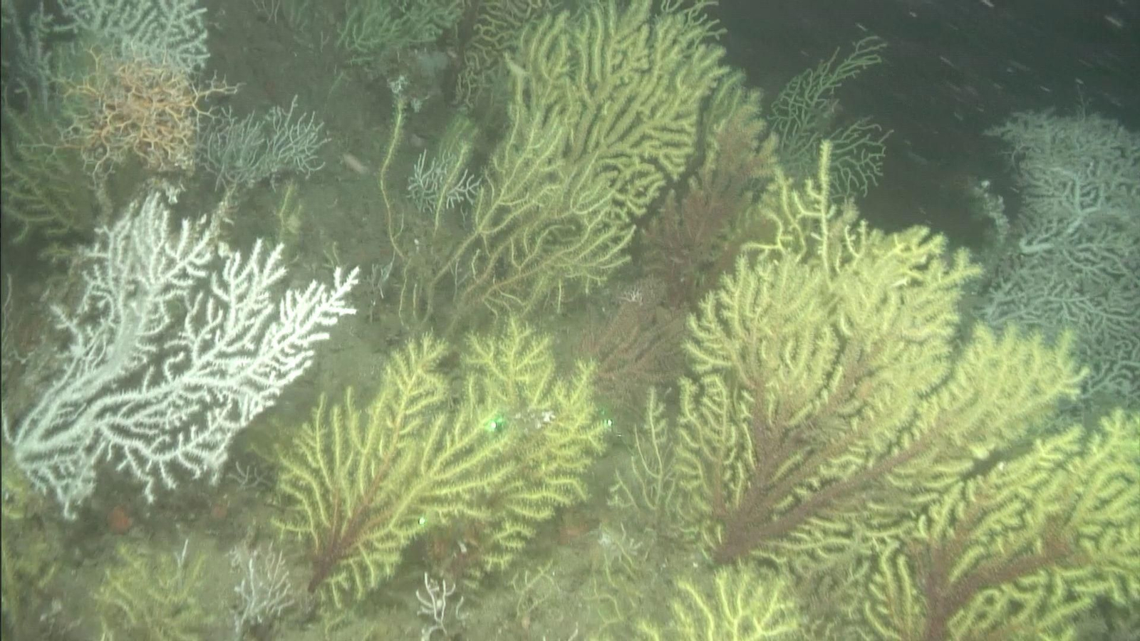 Bosque de gorgonias filmado durante la campaña con el ROV Liropus 2000.