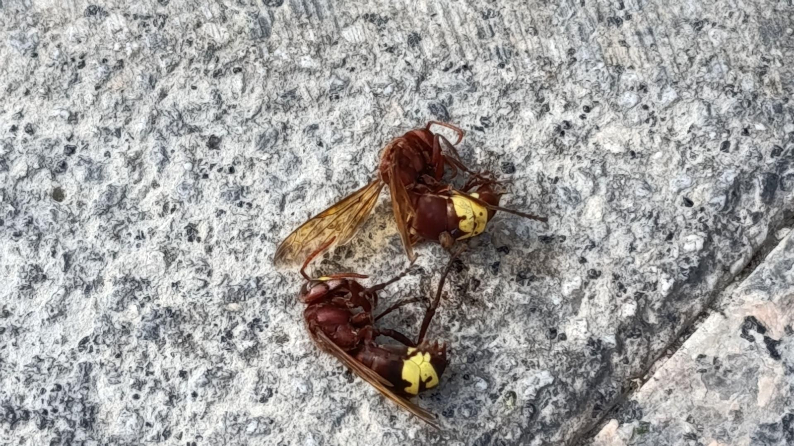 Vecinos del centro difunden imágenes de avispas orientales que se han encontrado por la calle.