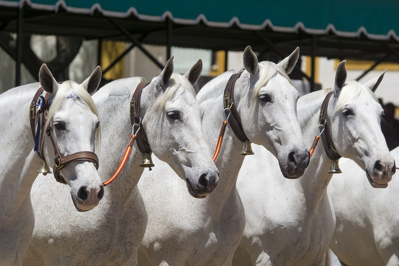 La cobra de yeguas de Yeguada Cartuja Hierro del Bocado