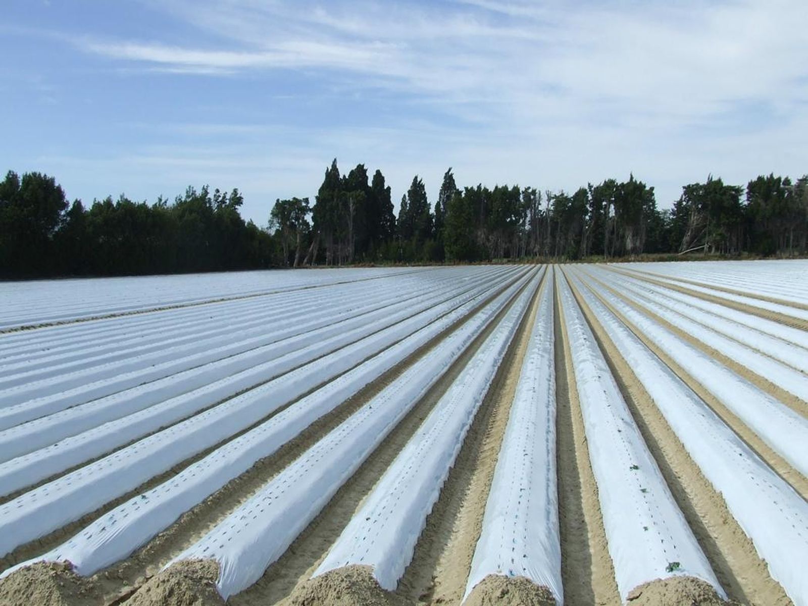 Cultivos cubiertos por plásticos.