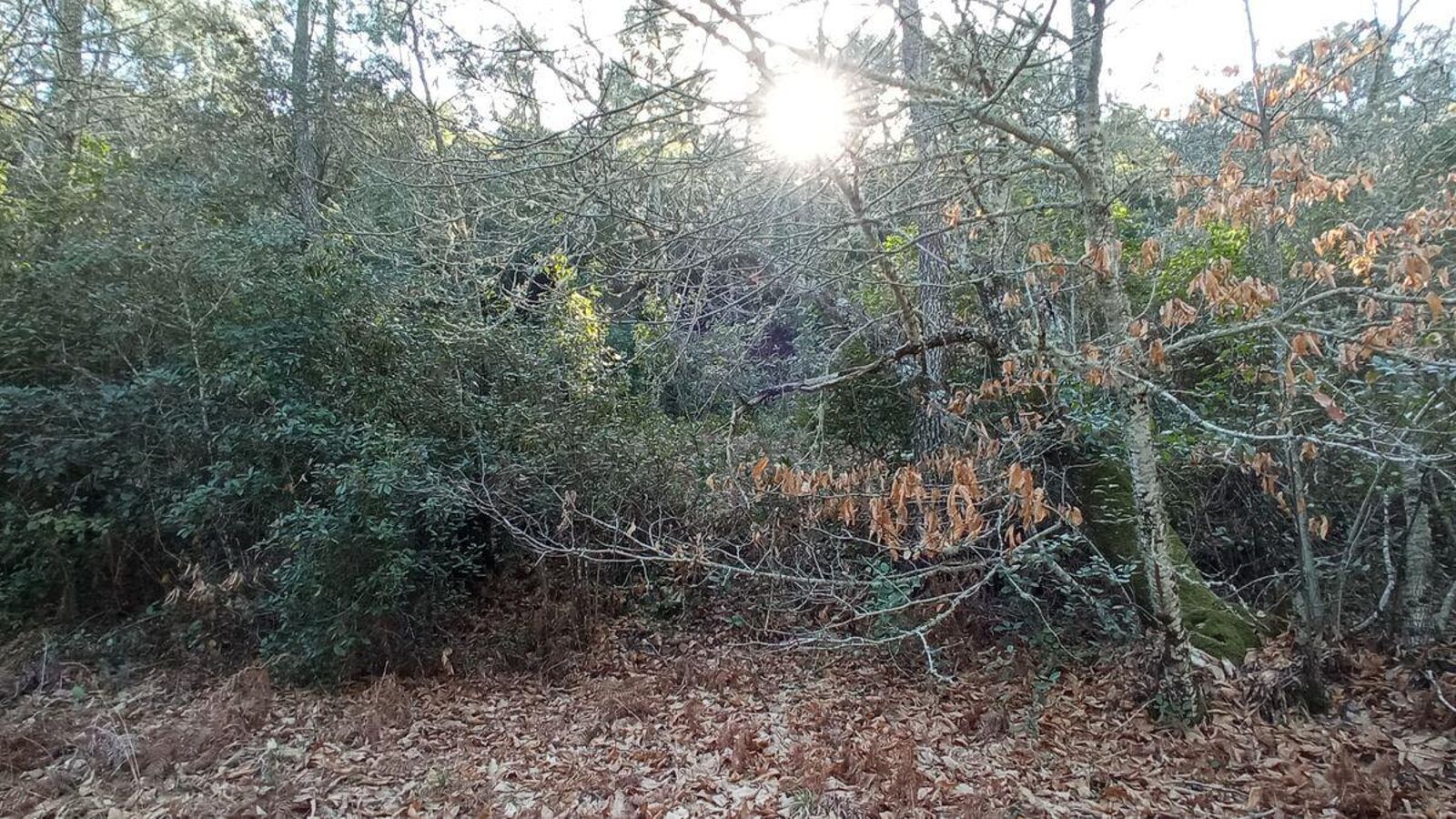 Horno de Negrillo entre la maleza del lugar