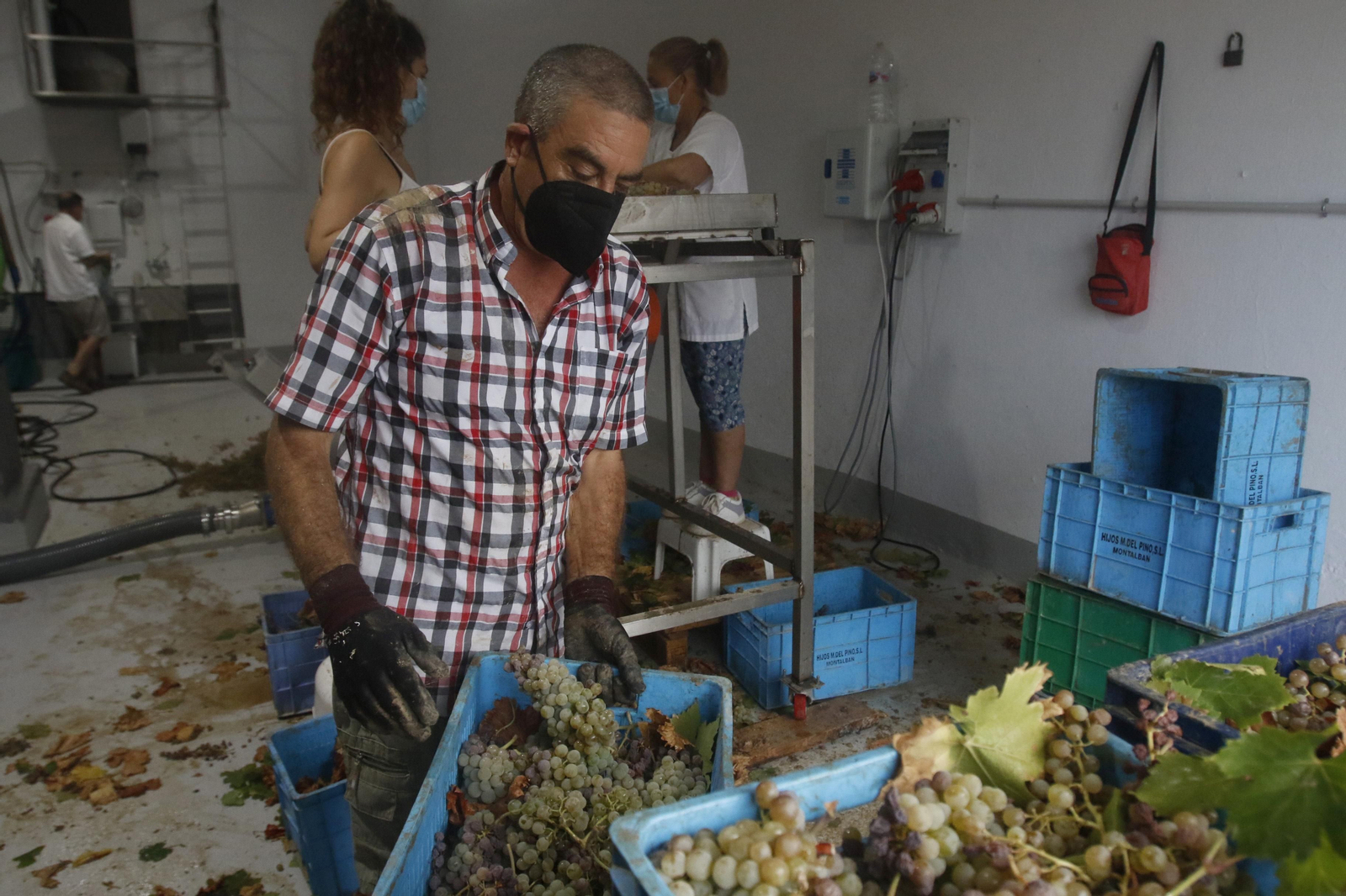 La vendimia en Montilla-Moriles, en fotografías