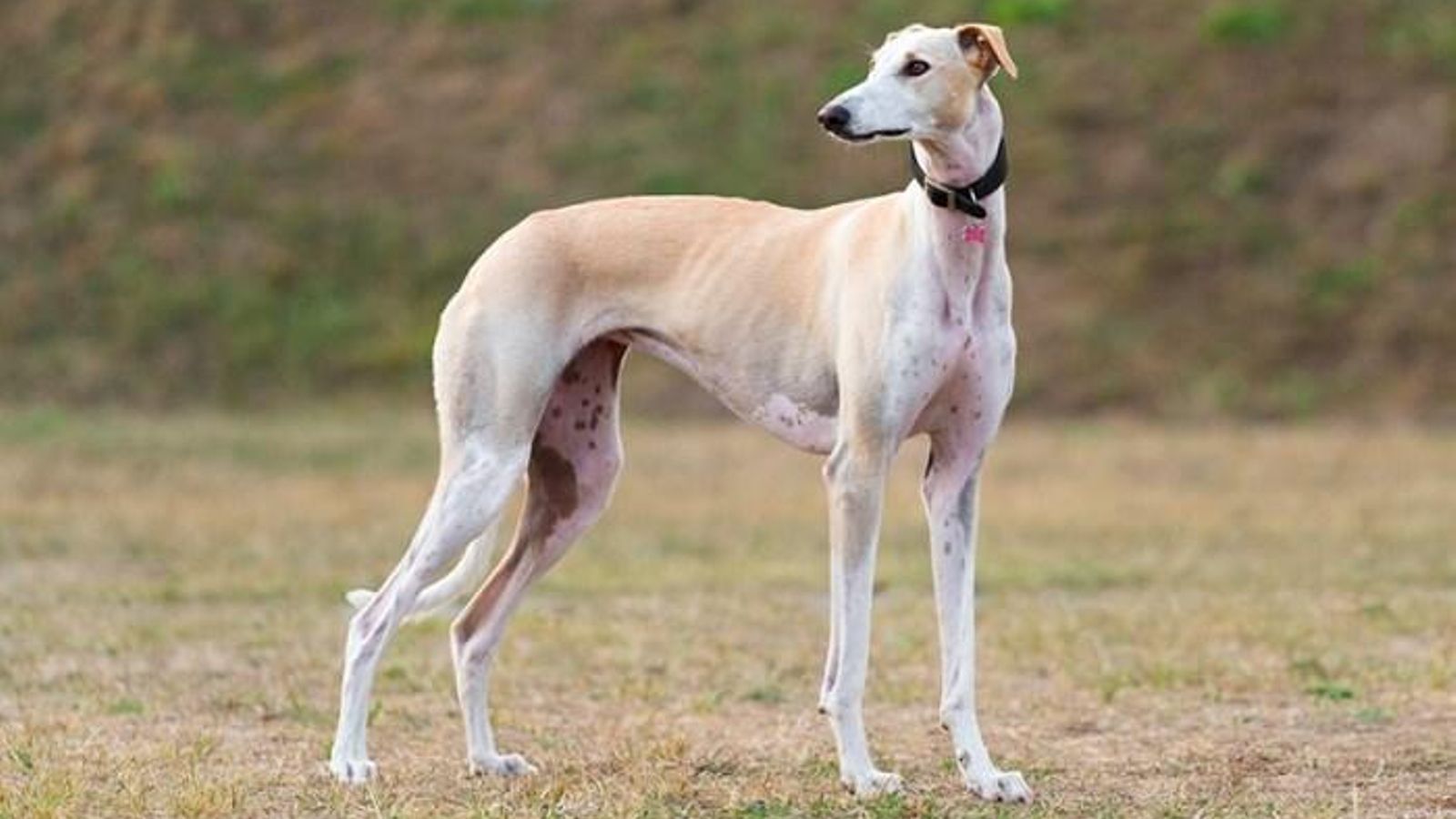 galgo