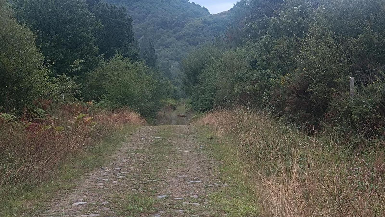 Puede que se nos cruce algún animal salvaje por estos parajes.