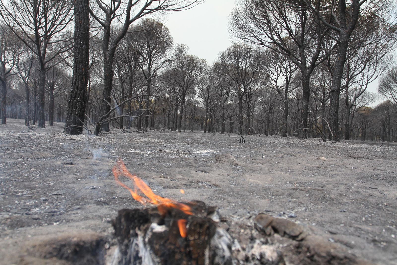 Las imágenes del incendio en Moguer y Mazagón