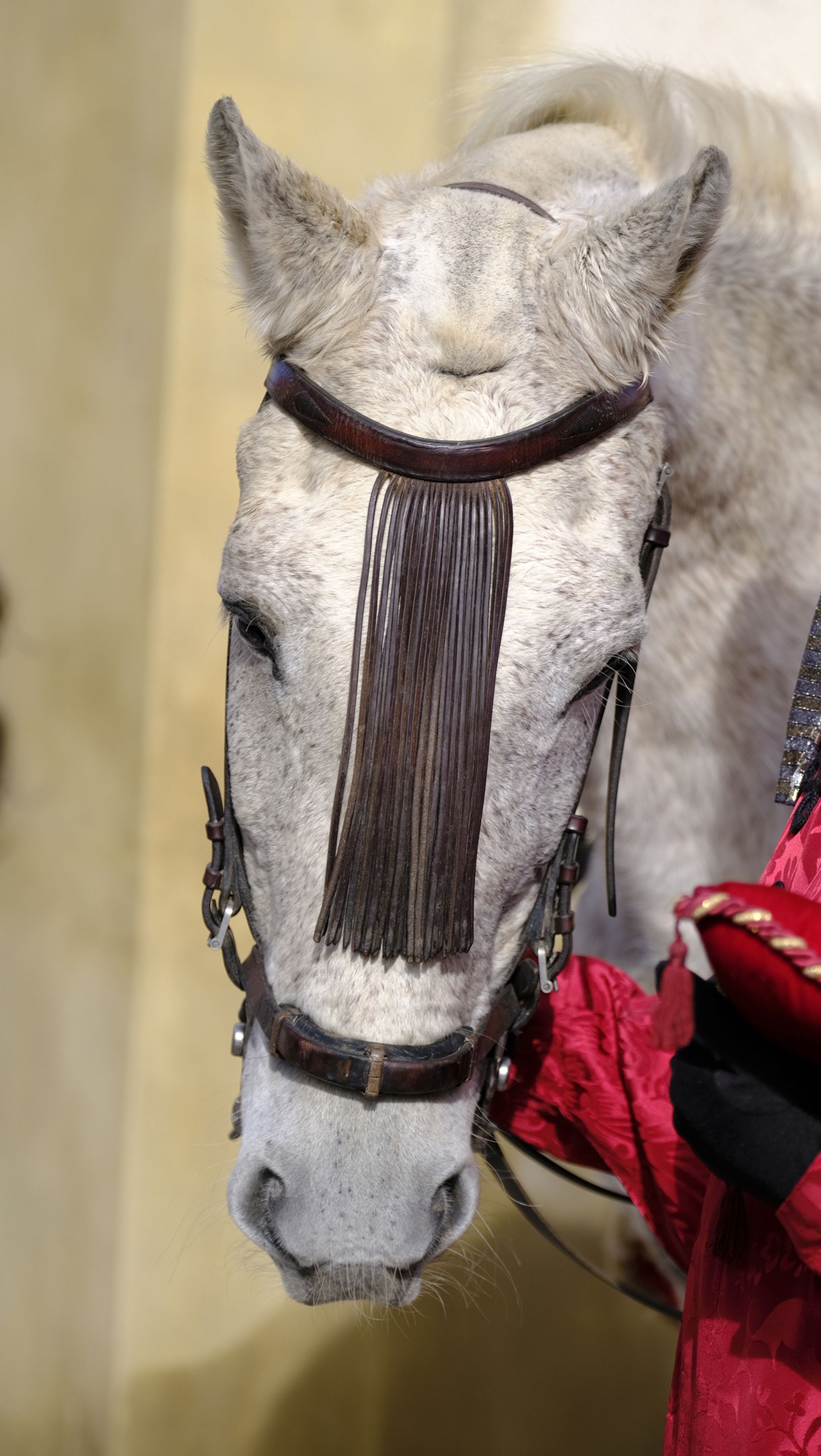 Las fotos del Auto Sacramental de los Reyes Magos en Los Gallardos