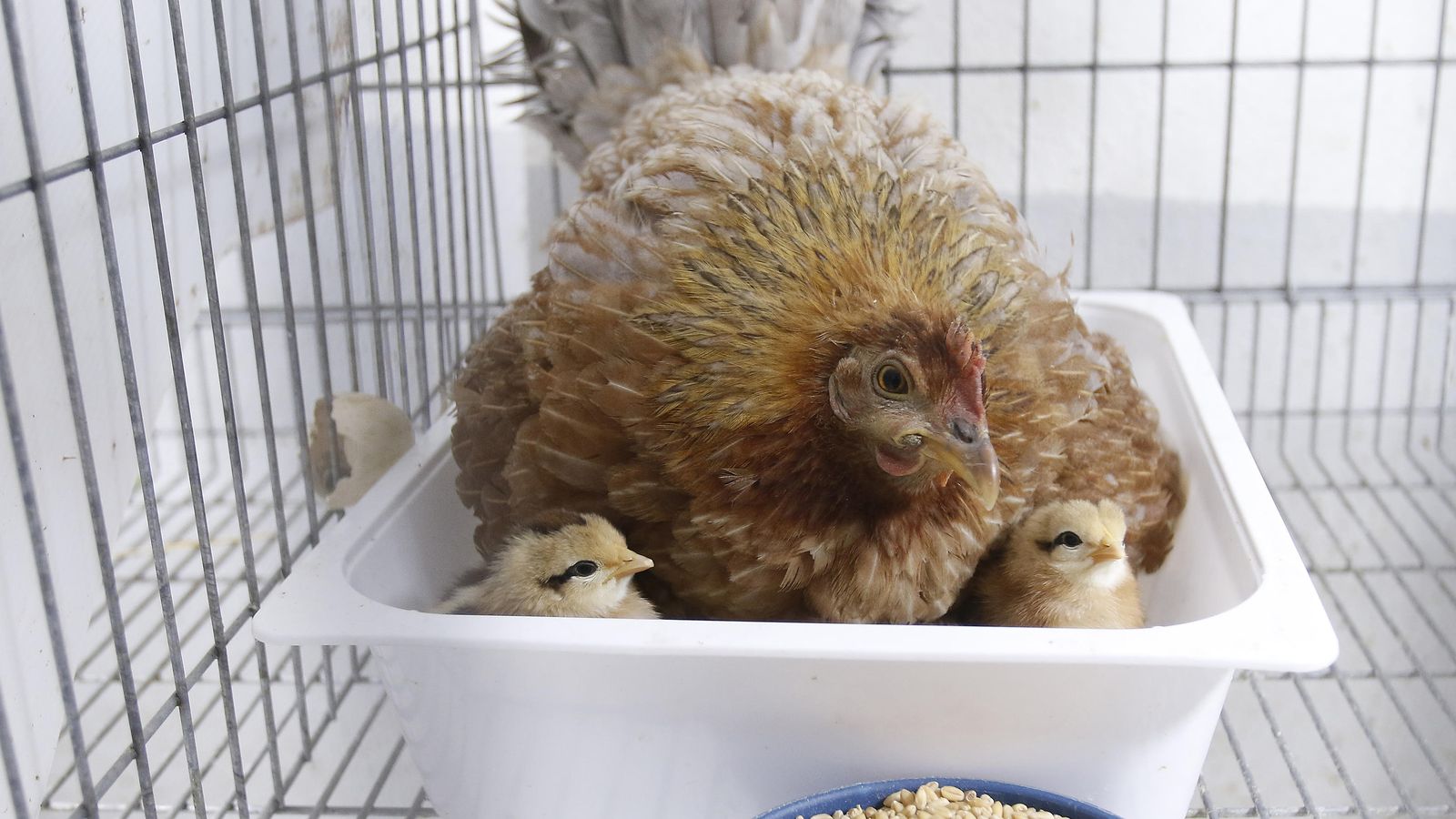 Gallina dando calor a sus pollitos nacidos en el zoosanitario.