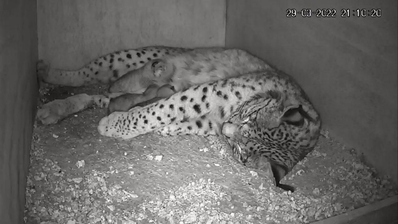 La lince Parra da a luz a cuatro nuevas crías en Doñana